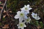 14 Hepatica nobilis bianca